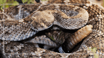 rattlesnake ready to attack